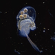 Image for article titled Some of Canada's Lakes Are Turning Into Jelly Thanks to Acid Rain